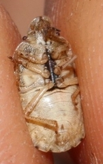 Sciocoris macrocephalus