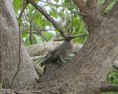 Turdoides squamulata