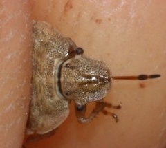 Sciocoris macrocephalus