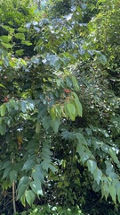 Bauhinia rubeleruziana