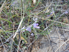 Carlowrightia pectinata
