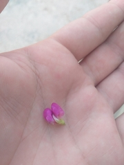Tephrosia cinerea