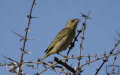 Ploceus velatus