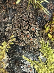 Fuscopannaria praetermissa