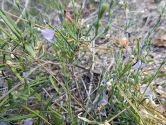 Carlowrightia pectinata