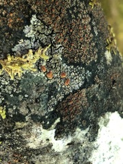 Fuscopannaria leucostictoides