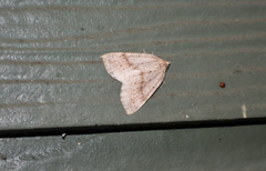 Thallophaga hyperborea