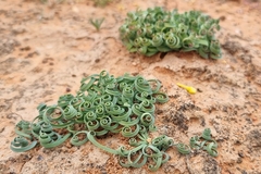 Albuca concordiana