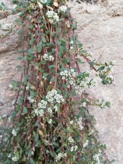 Corrigiola litoralis