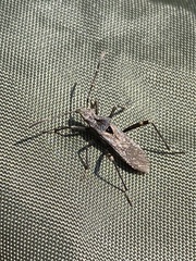 Alydus scutellatus