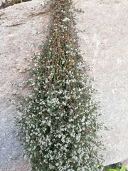 Corrigiola litoralis