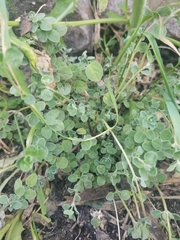 Origanum majorana