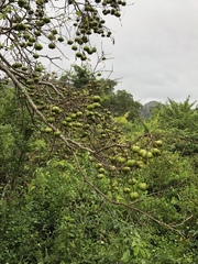 Sclerocroton integerrimus