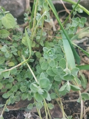 Origanum majorana