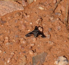 Exoprosopa dorcadion