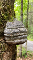 Fomes fomentarius image