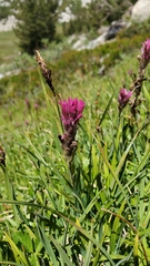 Castilleja lemmonii
