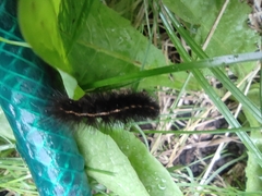 Diacrisia sannio