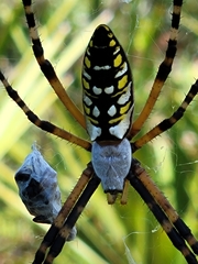 Argiope aurantia image