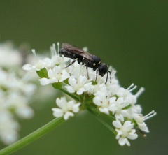 Hylaeus incongruus