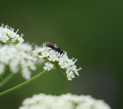 Hylaeus incongruus