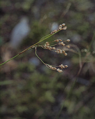 Luzula parviflora parviflora
