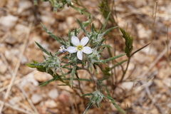 Eriastrum diffusum