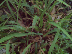 Luzula parviflora parviflora