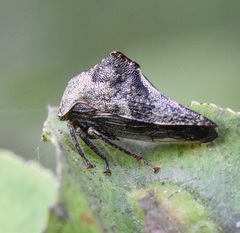 Palonica tremulata