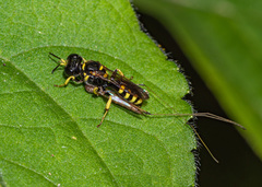 Crossocerus nitidiventris