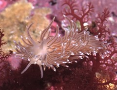 Cuthona divae