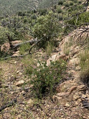 Desmodium grahamii