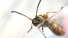 Necydalis cavipennis