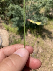 Desmodium grahamii