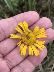 Helenium drummondii