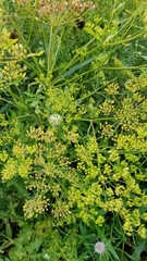 Pastinaca sativa