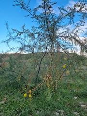 Vachellia vernicosa