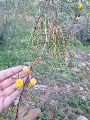 Vachellia vernicosa
