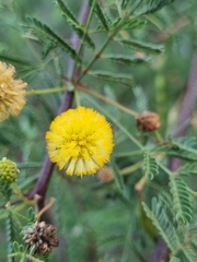 Vachellia vernicosa