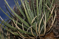 Agave schottii schottii