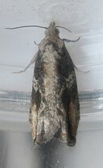 Proteoteras crescentana