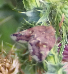 Ricania speculum