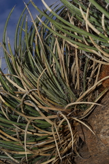 Agave schottii schottii