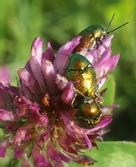 Cryptocephalus aureolus