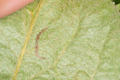 Pseudoswammerdamia combinella