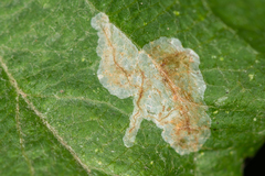 Pseudoswammerdamia combinella