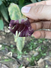 Merinthopodium neuranthum