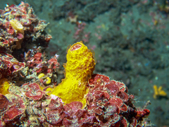 Thylacodes arenarius