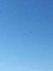 Pelecanus occidentalis