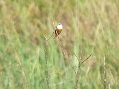 Sporophila palustris